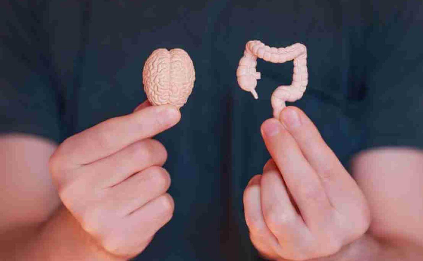 intestin cerveau